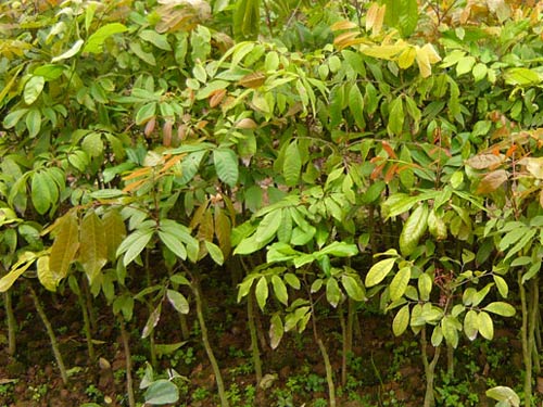 Cây Nhãn Muộn Hương Chi: Giống cây Nhãn Muộn Hương Chi, Giong cay nhan muon huong chi